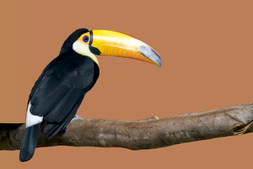 Bright toucan with a large yellow beak sitting on a branch in a cage in the zoo, isolated on orange background