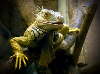 Yellow and green iguana with big throat sac resting on the bough, darkened vignette