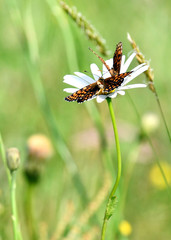 Corteggiamento sopra il fiore della margherita