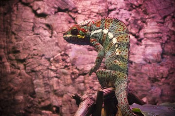 Striped and spotted chameleon of red and green coloring with bugling eyes on pink textured background, darkened vignette