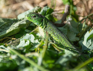 Зеленая ящерица