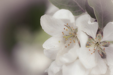 white Apple blossom