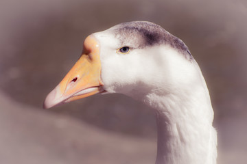 Portrait of a goose
