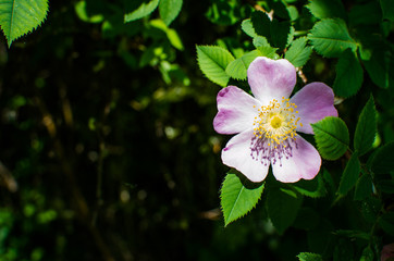 A Rosehip flower is photographed a background of green leaves. Rosehip flowers. Morning photography of rose hips