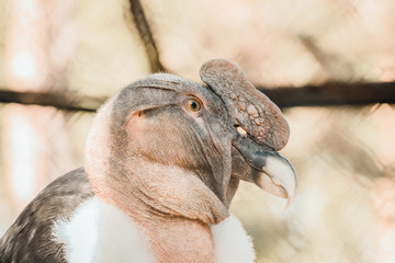 Portrait of Andean Condor