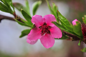 peach trees bloom in spring