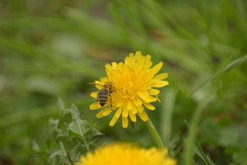 L'ape sul fiore