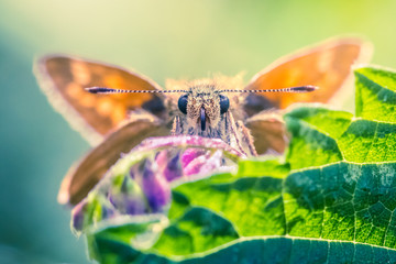 Close-up detailed photo of an orange colored butterfly on a purple wildflower