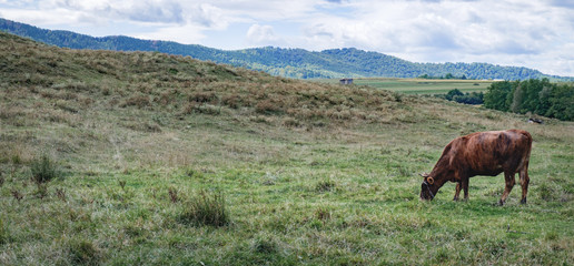 Brown cow eating grass. Cow grazing on a green meadow at typical natural landscape in the country of Suceava, Romania. Panoramic view.