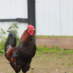 Rooster. The leader on a farm among chickens.