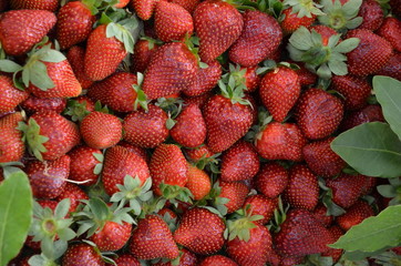 Ripe Turkish strawberry. Beautiful victoria in a wicker basket