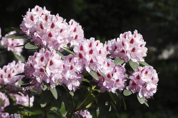 rosa Rhododendronblüten