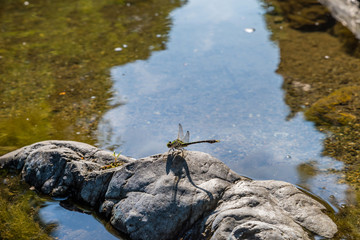 Obraz premium 吾妻峡の岩場に止まるトンボ