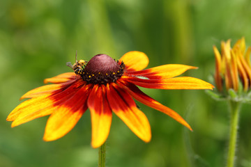большая ромашка с пчелой в летнем саду