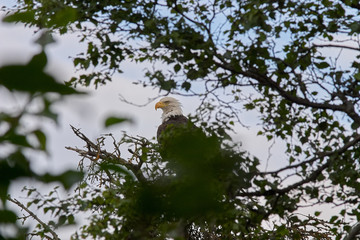 American Bald Eagle perched in a tree