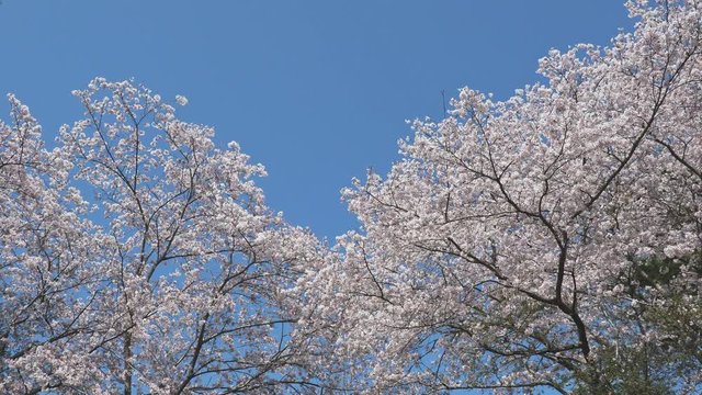 風に揺れる桜の木