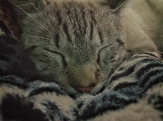 Sleeping cat. Cat's cradle