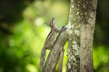 Chipmunk on the tree trunk, Sri Lanka