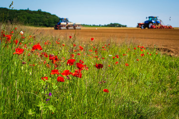 Red poppies growing on farmland, tractors in the distance