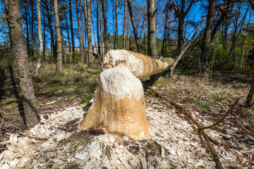Fototapeta premium A forest growing in the vicinity of beavers. Tree trunks felled by beavers. Early spring season.
