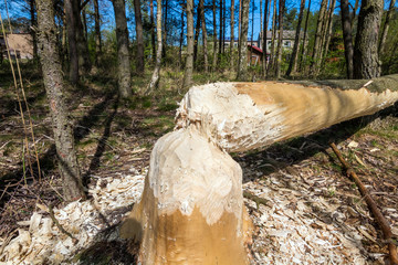 Fototapeta premium A forest growing in the vicinity of beavers. Tree trunks felled by beavers. Early spring season.