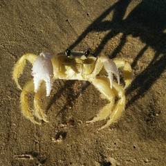 Crab on the beach