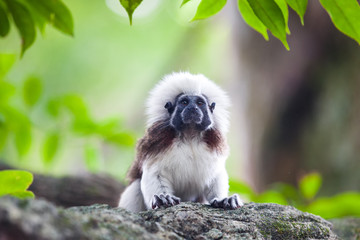 A Cotton-Top Tamarin Monkey on a tree brunch in Singapore Zoo