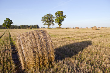 Harvested wheat field with straw rolls in autumn and oaks