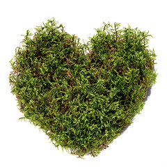 Green moss heart shape isolated on white background, top view.
