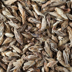 Perfectly suitable tea composition for backgrounds and textures.
Many different varieties and shapes on one square photo. Top view.
The High-End Tea of China.
