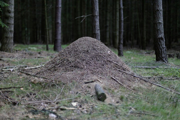 Anthill
