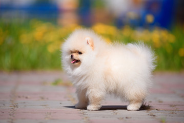 Fototapeta na wymiar The dog breed Pomeranian is standing on the pavement.