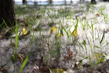 Poplar fluff  in the grass
