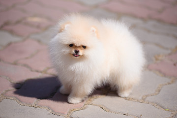 The dog breed Pomeranian is standing on the pavement.
