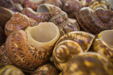 Texture of beautiful large sea shells close-up, background