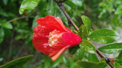Beautiful flower of the pomegranate tree.
