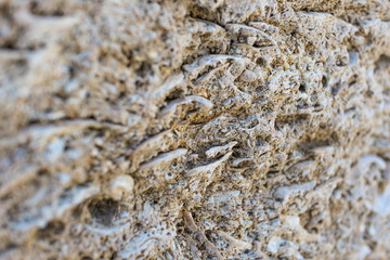 Texture wall from shell rock closeup, focus with little depth of field, background