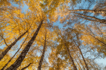 Golden autumn in the forest, birch tops against the sky