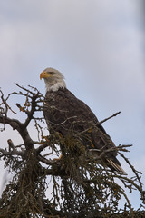 American Bald Eagle sitting on a leafless tree
