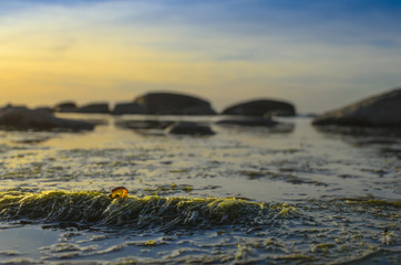 Amber stone on the green seaweed