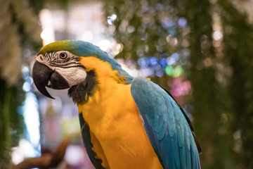 bird neotropical parrot flick hair