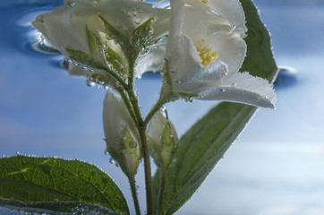 Bubbles on the white flower