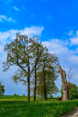 Geschütztes Gartendenkmal: Bizarre Baumformationen im Lennépark von Basedow in der Märkischen Schweiz