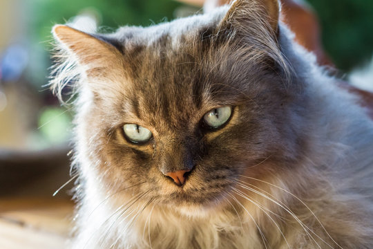 Backlit Head Of A Tiffany Cat