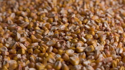 Corn grains closeup
