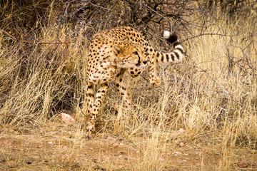 Cheeta in Namibia not looking at camera