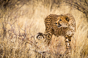 Cheeta in Namibia not looking at camera