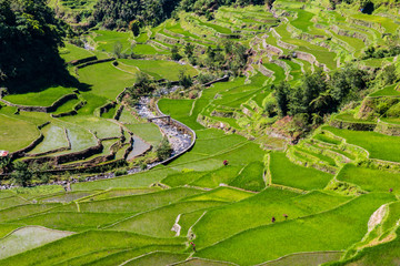 Beautiful green rice terraces at the bottom of a tree covered valley