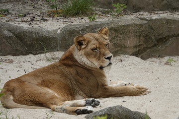 Fototapeta na wymiar A lion laying down at the zoo in Antwerp.