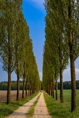 Fototapeta premium Wandergruppe an einer Pappelallee am Rand des Landschaftsparks Basedow. Durch den Park verläuft der Europäische Fernwanderweg E9a